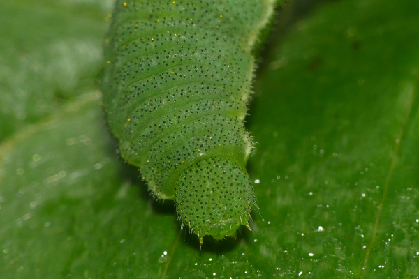 Skaliertes Bild Lepidoptera, Pieridae, Gonepteryx rhamni, Zitronenfalter, Larve_2022_06_01--08-40-04.jpg 