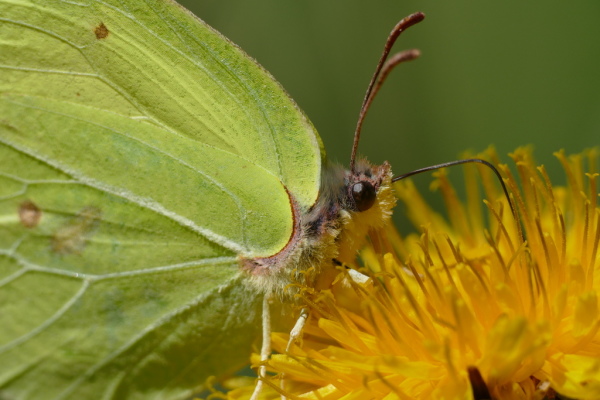 Skaliertes Bild Lepidoptera, Pieridae, Gonepteryx rhamni, Zitronenfalter_2018_04_11--12-42-20.jpg 