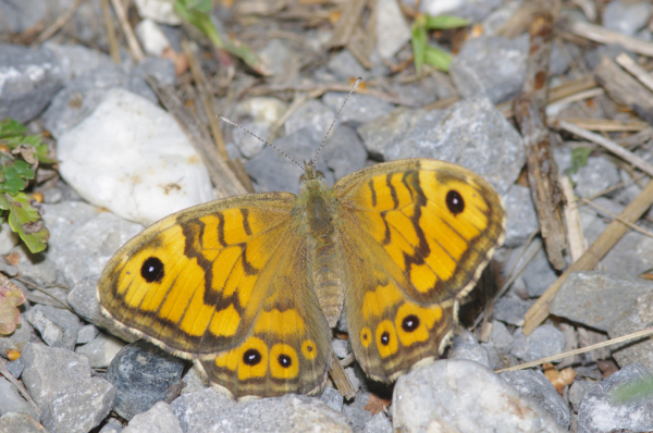 Skaliertes Bild Lepidoptera, Satyridae, Lasiommata megera_2012_07_27--08-00-19.jpg 