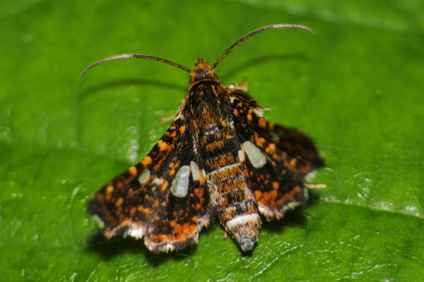 Skaliertes Bild Lepidoptera, Thyrididae, Thyris fenestrella, Fensterfleckchen_2020_07_04--11-31-19.jpg 