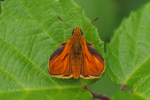 Vorschaubild Lepidoptera, Hesperiidae,  Thymelicus sylvestris, Dickkopffalter_2019_07_08--14-19-24.jpg 