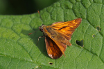 Vorschaubild Lepidoptera, Hesperiidae,  Thymelicus sylvestris, Dickkopffalter_2023_08_08--10-01-22.jpg 