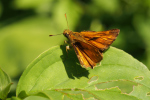 Vorschaubild Lepidoptera, Hesperiidae, Hesperia comma,_2018_06_20--08-48-10.jpg 