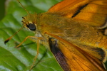 Vorschaubild Lepidoptera, Hesperiidae, Ochlodes sylvanus, Dickkopffalter_2006_06_23--11-07-35.jpg 
