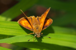 Vorschaubild Lepidoptera, Hesperiidae, Ochlodes sylvanus, Dickkopffalter_2019_07_09--10-04-13.jpg 