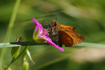 Vorschaubild Lepidoptera, Hesperiidae, Ochlodes sylvanus, Rostfarbiger Dickkopffalter_2022_07_01--15-22-59.jpg 