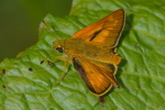 Vorschaubild Lepidoptera, Hesperiidae, Ochlodes venatus_2006_06_23--11-07-06.jpg 