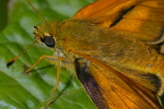 Vorschaubild Lepidoptera, Hesperiidae, Ochlodes venatus_2006_06_23--11-07-35.jpg 
