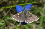 Vorschaubild Lepidoptera, Hesperiidae, Pyrgus cacaliae_2014_07_18--10-50-09.jpg 