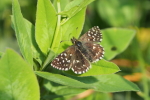 Vorschaubild Lepidoptera, Hesperiidae, Pyrgus melotis_2017_06_23--08-26-12.jpg 