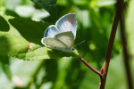 Vorschaubild Lepidoptera, Lycaenidae, Celastrina argiolus_2019_07_04--13-18-44.jpg 
