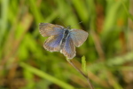 Vorschaubild Lepidoptera, Lycaenidae, Cupido minimus_2020_08_05--10-57-20.jpg 