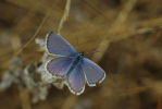 Vorschaubild Lepidoptera, Lycaenidae, Glaucopsyche alexis_2013_08_10--10-09-33.jpg 
