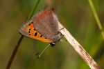 Vorschaubild Lepidoptera, Lycaenidae, Lycaena phlaeas, Kleiner Feuervogel_2022_07_05--09-41-52.jpg 