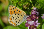 Vorschaubild Lepidoptera, Lycaenidae, Lycaena tityrus, Brauner Feuerfalter_2019_09_13--11-05-35.jpg 