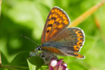 Vorschaubild Lepidoptera, Lycaenidae, Lycaena tityrus, Brauner Feuerfalter_2019_09_13--11-06-01.jpg 