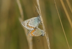 Vorschaubild Lepidoptera, Lycaenidae, Lysandra coridon, Paarung_2020_08_05--10-44-51.jpg 