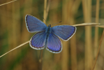 Vorschaubild Lepidoptera, Lycaenidae, Plebejus argyrognomon_2013_08_10--10-15-38.jpg 