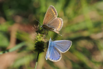 Vorschaubild Lepidoptera, Lycaenidae, Polyommatus icarus, Hauhechelblaeuling, Maennchen und Weibchen_2018_09_04--17-05-34.jpg 