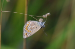 Vorschaubild Lepidoptera, Lycaenidae, Polyommatus thersites_2017_07_21--09-02-32.jpg 