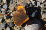 Vorschaubild Lepidoptera, Lycaenidae, Thecla betulae, Nierenfleck-Zipfelfalter_2022_09_21--11-17-13.jpg 