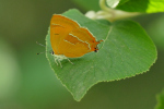 Vorschaubild Lepidoptera, Lycaenidae, Thecla betulae, Nierenfleck_2018_08_28--12-55-53.jpg 