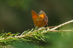 Vorschaubild Lepidoptera, Lycaenidae, Thecla betulae, Nierenfleck_2018_08_28--13-49-33.jpg 