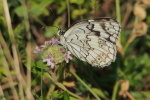 Vorschaubild Lepidoptera, Nymphalidae,  Melanargia larissa_2017_06_21--08-18-44.jpg 