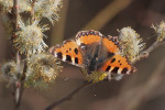Vorschaubild Lepidoptera, Nymphalidae, Aglais urticae, Kleiner Fuchs_2019_03_27--11-22-17.jpg 