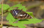 Vorschaubild Lepidoptera, Nymphalidae, Apatura iris, Grosser Schillerfalter_2020_07_31--11-25-34.jpg 