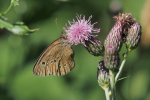 Vorschaubild Lepidoptera, Nymphalidae, Aphantopus hyperantus, Schornsteinfeger_2018_07_09--10-08-43.jpg 