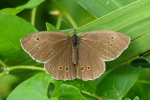 Vorschaubild Lepidoptera, Nymphalidae, Aphantopus hyperantus, Schornsteinfeger_2022_07_21--09-21-04.jpg 
