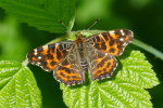 Vorschaubild Lepidoptera, Nymphalidae, Araschnia levana, Landkaertchen, Fruehlingsform_2020_05_19--10-29-55.jpg 