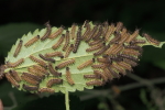Vorschaubild Lepidoptera, Nymphalidae, Araschnia levana, Landkaertchen, Junglarven_2018_07_30--10-04-02.jpg 