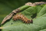 Vorschaubild Lepidoptera, Nymphalidae, Araschnia levana, Landkaertchen, Larve_2018_07_30--10-07-40.jpg 