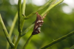 Vorschaubild Lepidoptera, Nymphalidae, Araschnia levana, Landkaertchen, Puppe_2018_06_16--14-09-03.jpg 