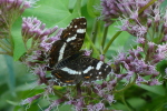 Vorschaubild Lepidoptera, Nymphalidae, Araschnia levana, Landkaertchen, Sommerform_2020_07_25--16-19-16.jpg 