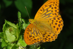 Vorschaubild Lepidoptera, Nymphalidae, Argynnis paphia, Kaisermantel_2010_07_25--11-58-09.jpg 