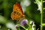 Vorschaubild Lepidoptera, Nymphalidae, Argynnis paphia, Kaisermantel_2019_07_17--10-01-37.jpg 
