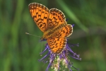Vorschaubild Lepidoptera, Nymphalidae, Boloria pales_2014_05_13--11-41-55.jpg 