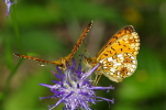 Vorschaubild Lepidoptera, Nymphalidae, Boloria pales_2014_05_13--11-43-30.jpg 