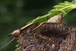 Vorschaubild Lepidoptera, Nymphalidae, Inachis io, Tagpfauenauge beim Eierlegen_2022_07_05--10-09-27.jpg 