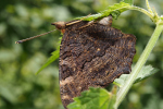 Vorschaubild Lepidoptera, Nymphalidae, Inachis io, Tagpfauenauge beim Eierlegen_2022_07_05--10-17-07.jpg 