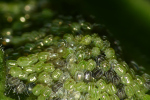 Vorschaubild Lepidoptera, Nymphalidae, Inachis io, Tagpfauenauge, Eier vor dem Schluepfen_2022_07_15--08-51-13.jpg 