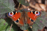 Vorschaubild Lepidoptera, Nymphalidae, Inachis io, Tagpfauenauge_2019_04_17--13-06-02.jpg 