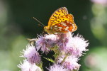 Vorschaubild Lepidoptera, Nymphalidae, Issoria lathonia, kleiner Perlmutterfalter_2018_07_01--13-03-46.jpg 