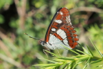 Vorschaubild Lepidoptera, Nymphalidae, Limenitis reducta, Blauschwarzer Eisvogel_2017_06_22--08-41-18.jpg 