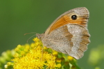 Vorschaubild Lepidoptera, Nymphalidae, Maniola jurtina, Grosses Ochsenauge_2017_07_30--11-52-44.jpg 