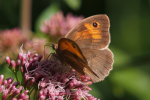 Vorschaubild Lepidoptera, Nymphalidae, Maniola jurtina, Grosses Ochsenauge_2023_07_30--10-32-12.jpg 