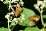 Vorschaubild Lepidoptera, Nymphalidae, Manjola jurtina, Grosses Ochsenauge_2019_07_04--13-00-36.jpg 